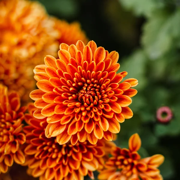 Fresh bright chrysanthemums. Japanese, korean style. Background — Stock Photo, Image