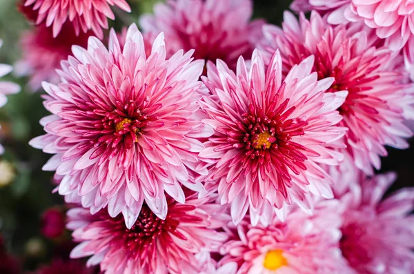 Des chrysanthèmes frais et lumineux. Japonais, style coréen. Contexte — Photo