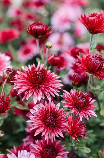 Verse heldere chrysanten. Japanse, Koreaanse stijl. Achtergrond — Stockfoto