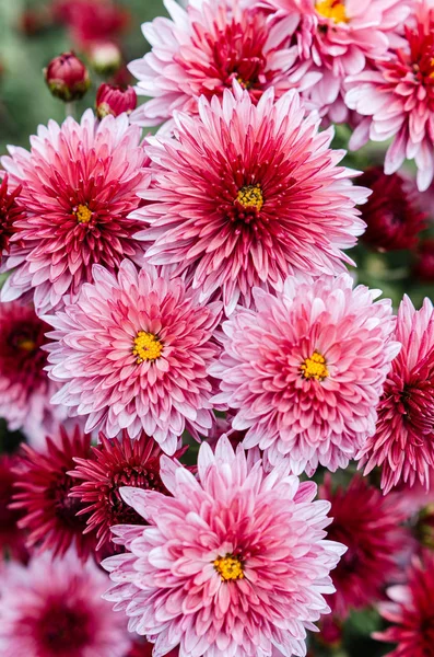 Des chrysanthèmes frais et lumineux. Japonais, style coréen. Contexte — Photo