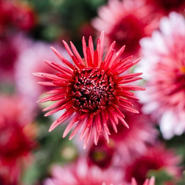 Des chrysanthèmes frais et lumineux. Japonais, style coréen. Contexte — Photo