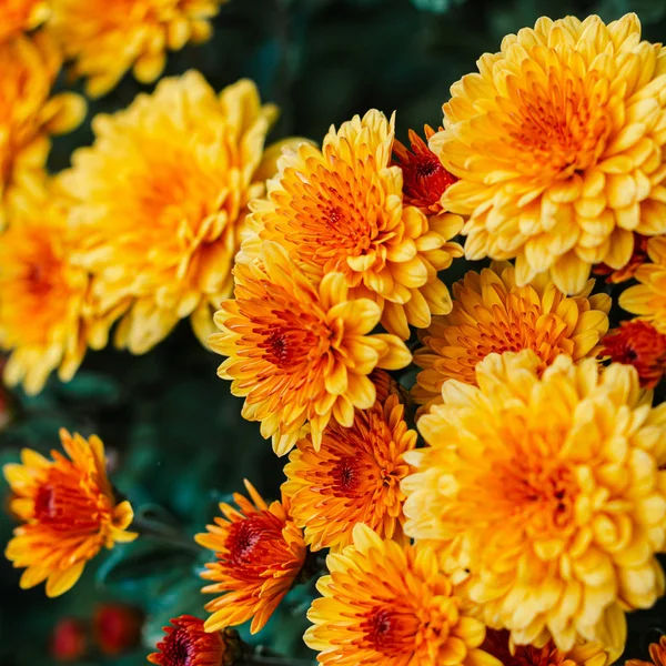 Fresh bright chrysanthemums. Japanese, korean style. Background — Stock Photo, Image