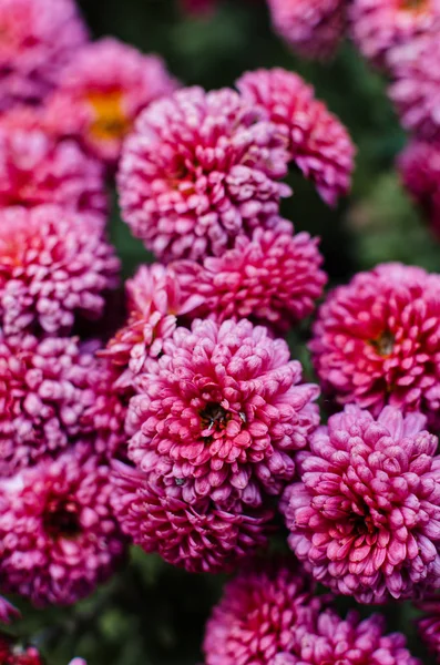 鲜亮的菊花。 日本，韩国风格。 背景 — 图库照片