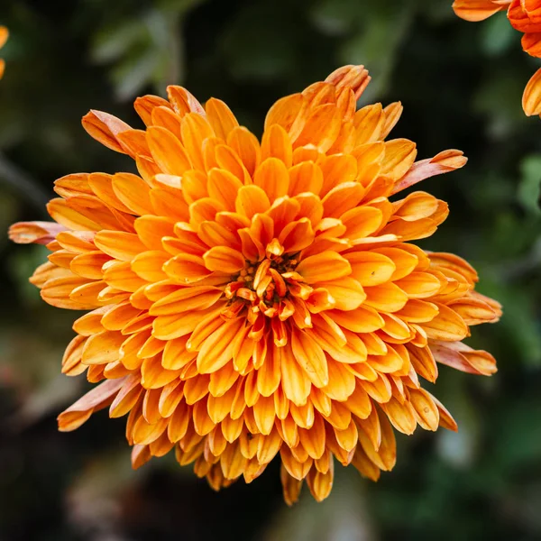 Fresh bright chrysanthemums. Japanese, korean style. Background — Stock Photo, Image