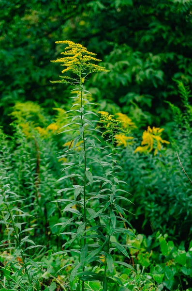 Die üppige Blüte der allergischsten Blume ist Ragweed. gelb — Stockfoto