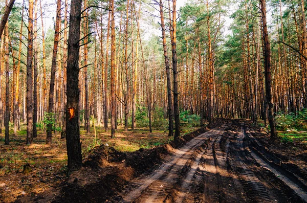 Dirt road in a pine forest.  Tall pine trees. nice walk on the d — Stock Photo, Image