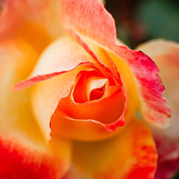 Broto macio de uma rosa vermelho-amarelo em um arbusto no jardim. Uma integração — Fotografia de Stock
