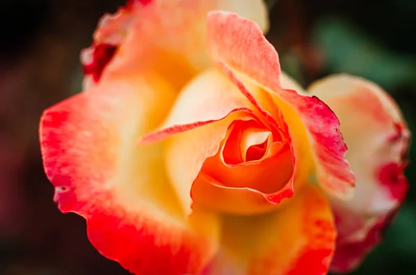 Broto macio de uma rosa vermelho-amarelo em um arbusto no jardim. Uma integração — Fotografia de Stock