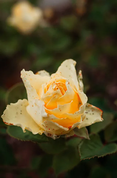 Brote de rosa amarilla tierna en un arbusto en el jardín . — Foto de Stock