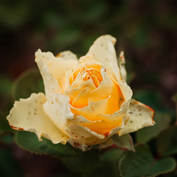 Tender yellow rose bud on a bush in the garden. — Stock Photo, Image