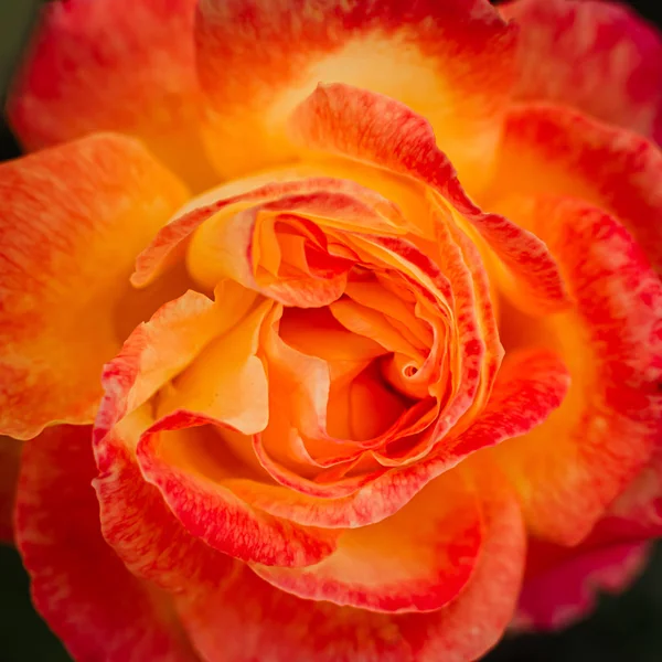 Tender bud of a red-yellow rose on a bush in the garden. An inte — Stock Photo, Image