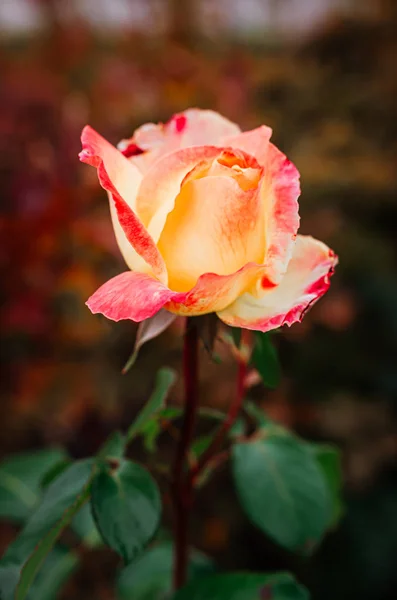 Broto macio de uma rosa vermelho-amarelo em um arbusto no jardim. Uma integração — Fotografia de Stock