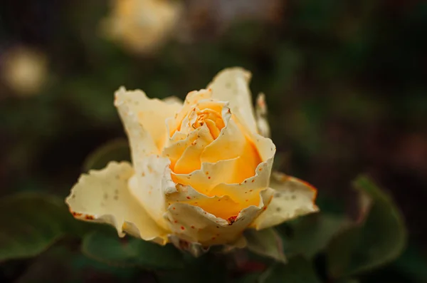 Tender botão de rosa amarelo em um arbusto no jardim . — Fotografia de Stock