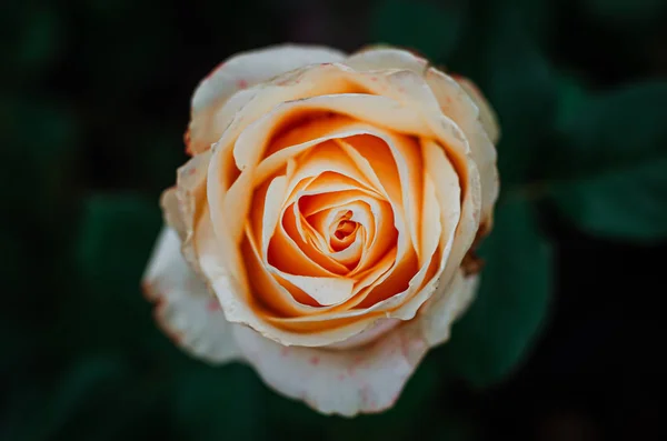 Rosas suaves y delicadas en un arbusto en el jardín . — Foto de Stock