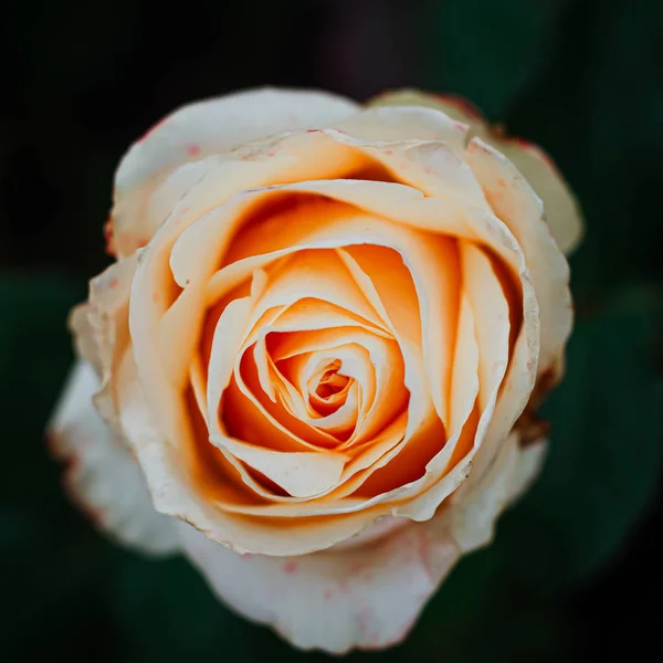 Rosas suaves y delicadas en un arbusto en el jardín . — Foto de Stock