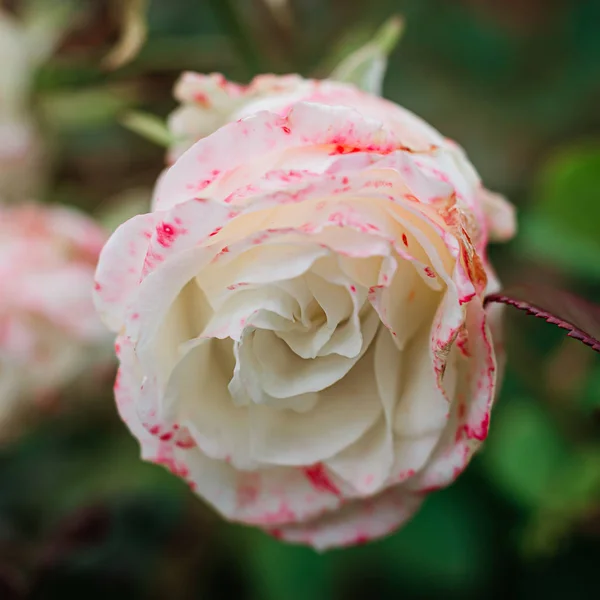 Kırmızılı kırmızı gülleri olan beyaz bir tomurcuğun narin, narin tomurcuğu — Stok fotoğraf