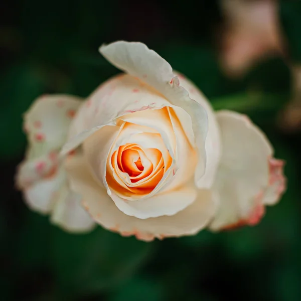 Rosas suaves y delicadas en un arbusto en el jardín . — Foto de Stock
