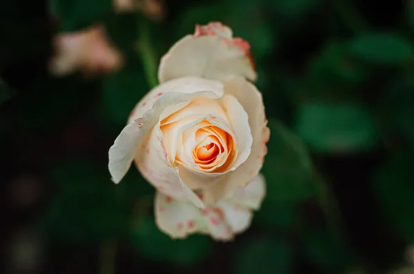 Rosa creme suave e delicada em um arbusto no jardim . — Fotografia de Stock