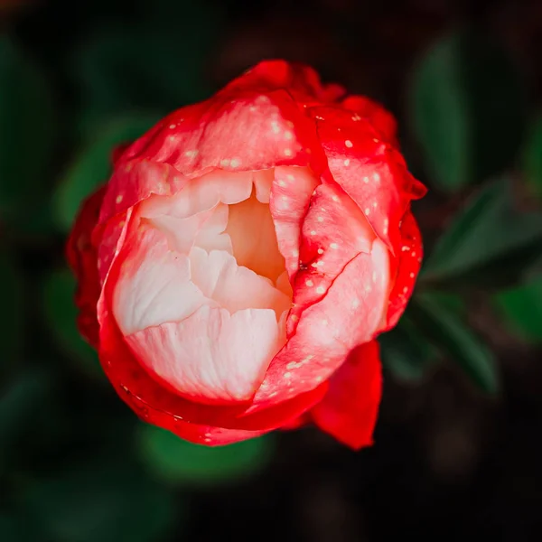 Brote delicado y delicado de un blanco con rosas rojas en un arbusto i — Foto de Stock