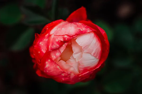 부시 1 세의 붉은 테두리 장미와 흰색의 섬세하고 섬세 한 꽃봉오리 — 스톡 사진