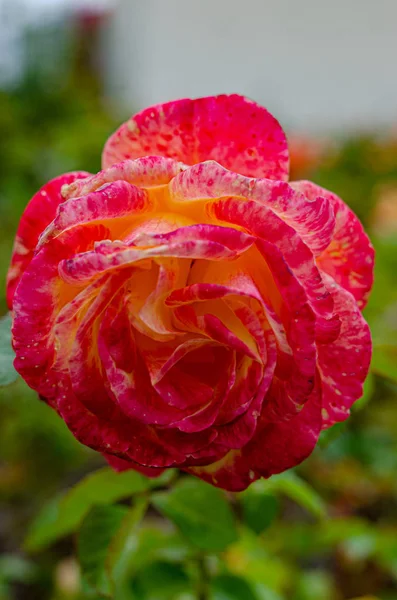 Brote de rosa roja tierna en un arbusto en el jardín de una casa de campo . — Foto de Stock