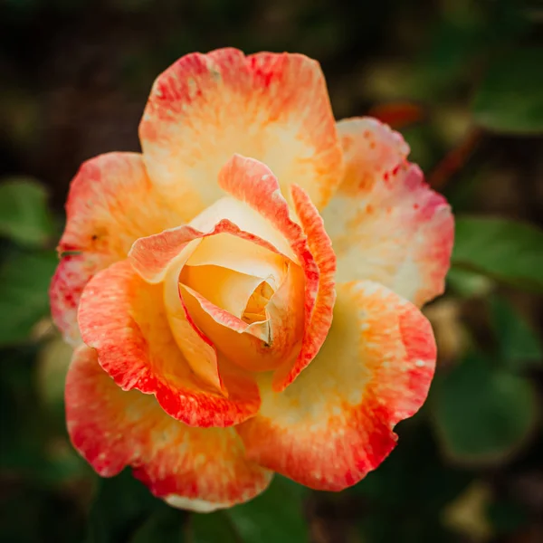 Tender bud of a red-yellow rose on a bush in the garden. An inte — Stock Photo, Image