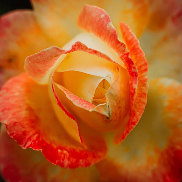 Tender bud of a red-yellow rose on a bush in the garden. An inte — Stock Photo, Image