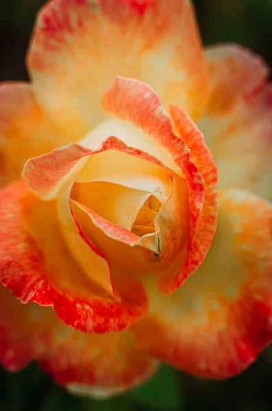 Broto macio de uma rosa vermelho-amarelo em um arbusto no jardim. Uma integração — Fotografia de Stock