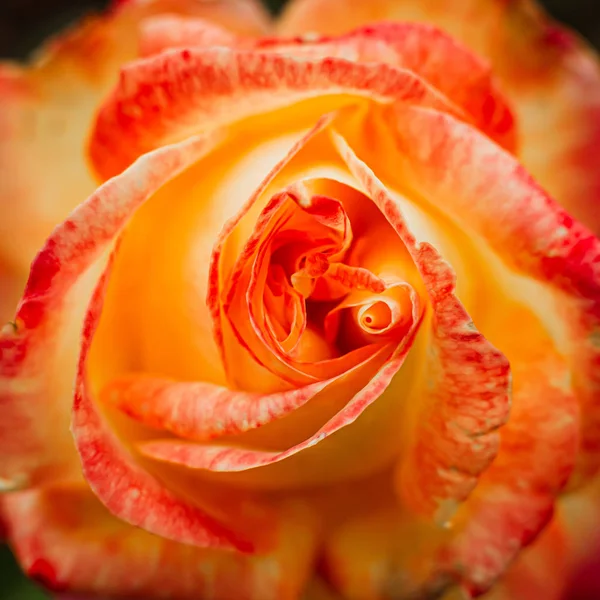 Tender bud of a red-yellow rose on a bush in the garden. An inte — Stock Photo, Image