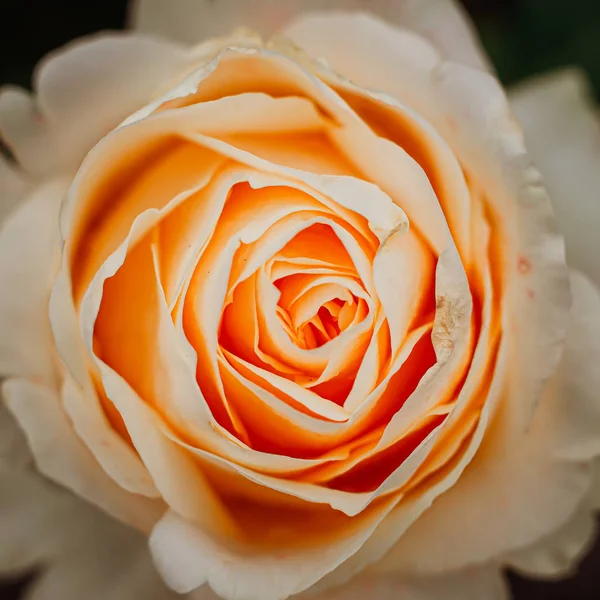 Rosa creme suave e delicada em um arbusto no jardim . — Fotografia de Stock