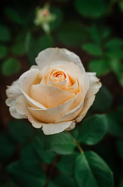Rosa creme suave e delicada em um arbusto no jardim . — Fotografia de Stock