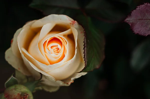 Gentle, delicate bud light cream roses on a bush in the garden. — Stock Photo, Image