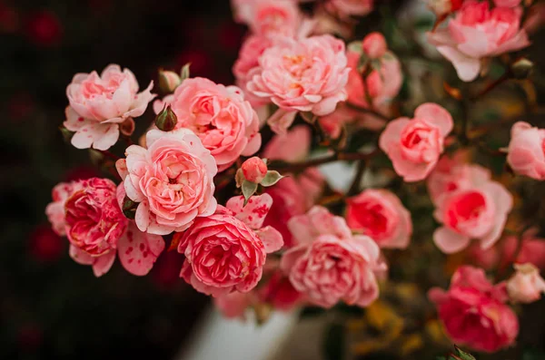 Delicados brotes rosados de rosas en aerosol en el jardín . — Foto de Stock