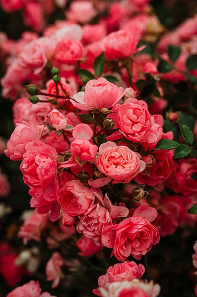 Delicados brotes rosados de rosas en aerosol en el jardín . — Foto de Stock