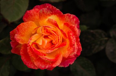 Bahçedeki çalılıkta kırmızı-sarı bir gülün narin tomurcuğu. Bir parça.