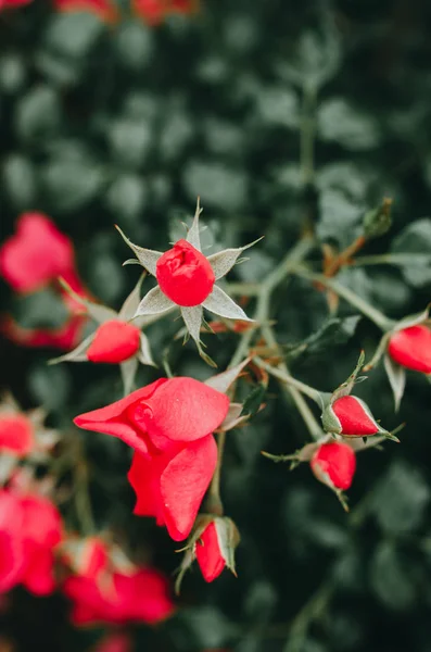 Zarte rote Rosenknospe an einem Strauch im Garten eines Landhauses. — Stockfoto