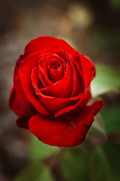 Tender red rose bud on a bush in the garden of a country house. Royalty Free Stock Photos
