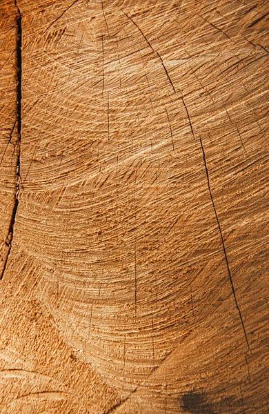 Árvore de carvalho de madeira velha superfície de corte. Castanho escuro quente detalhado e ou — Fotografia de Stock