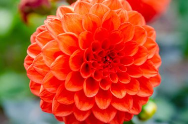 Bahçede güzel, yemyeşil bir çiçek