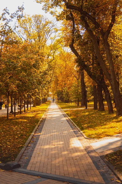 Прекрасний осінній парк, дерева з жовтими стеблами. Золота осінь, я — стокове фото