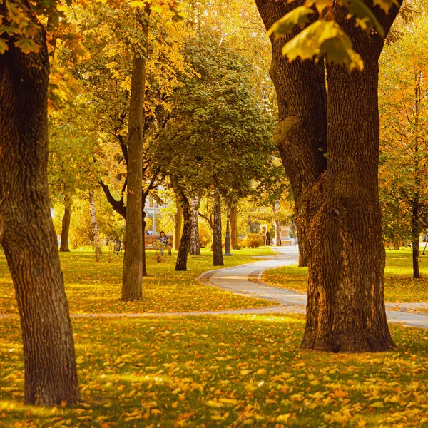 Прекрасний осінній парк, дерева з жовтими стеблами. Золота осінь, я — стокове фото