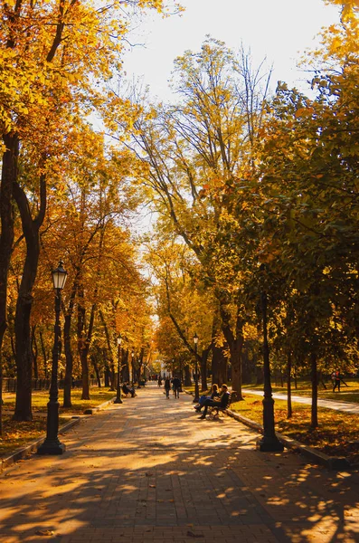 Прекрасний осінній парк, дерева з жовтими стеблами. Золота осінь, я — стокове фото