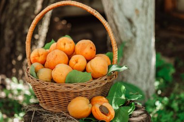 Bahçedeki kenevirin üzerinde büyük olgun kayısılarla dolu bir sepet. Kırsal yaşam tarzı. Kendi kendine yetişen doğal ürünler. Eko-ürünler, küçük ölçekli tarım.