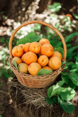 Basket with large ripe apricots on a hemp in the garden. Rural lifestyle. Self-grown natural products. Eco-products, small-scale farming. clipart