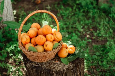 Bahçedeki kenevirin üzerinde büyük olgun kayısılarla dolu bir sepet. Kırsal yaşam tarzı. Kendi kendine yetişen doğal ürünler. Eko-ürünler, küçük ölçekli tarım.