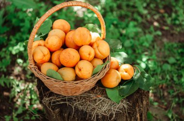 Bahçedeki kenevirin üzerinde büyük olgun kayısılarla dolu bir sepet. Kırsal yaşam tarzı. Kendi kendine yetişen doğal ürünler. Eko-ürünler, küçük ölçekli tarım.