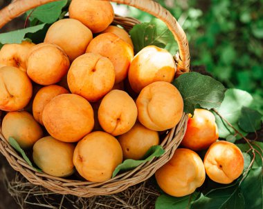 Bahçedeki kenevirin üzerinde büyük olgun kayısılarla dolu bir sepet. Kırsal yaşam tarzı. Kendi kendine yetişen doğal ürünler. Eko-ürünler, küçük ölçekli tarım.