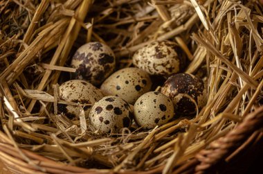 Saman ve hasır sepetlerden yapılmış bir yuvada bıldırcın yumurtaları. Ev yapımı tarım ürünleri. Sağlıklı beslenme