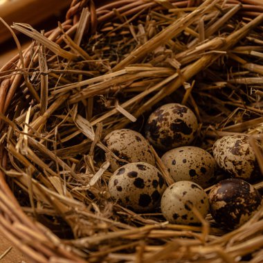 Saman ve hasır sepetlerden yapılmış bir yuvada bıldırcın yumurtaları. Ev yapımı tarım ürünleri. Sağlıklı beslenme