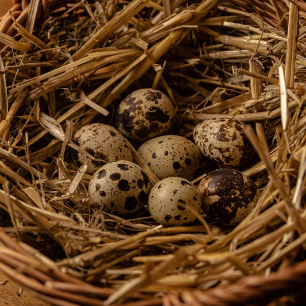 Œufs Caille Dans Nid Foin Paniers Osier Produits Agricoles Faits — Photo